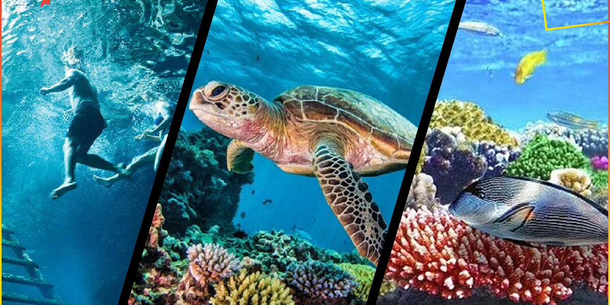 Aqua Adrenaline | Reefs + Cenote + Lagoon / Turtles