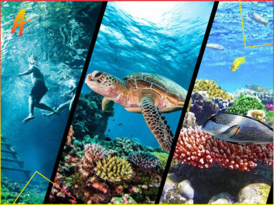 Aqua Adrenaline | Reefs + Cenote + Lagoon / Turtles