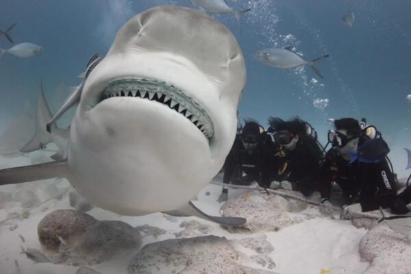Bull Shark Diving in Playa del Carmen – Private Tour