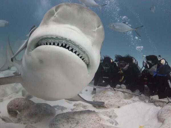 Bull Shark Diving in Playa del Carmen – Private Tour