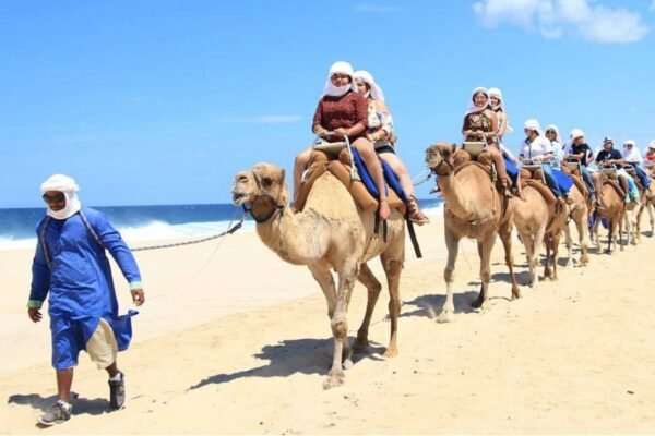 Ride Camels by the Sea: Cabo Safari with Tequila & Buffet