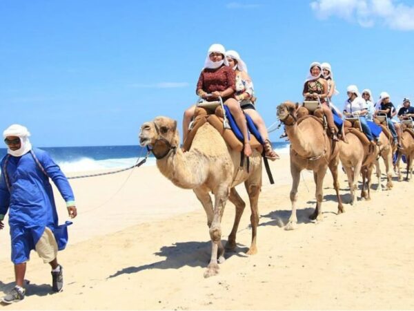Ride Camels by the Sea: Cabo Safari with Tequila & Buffet