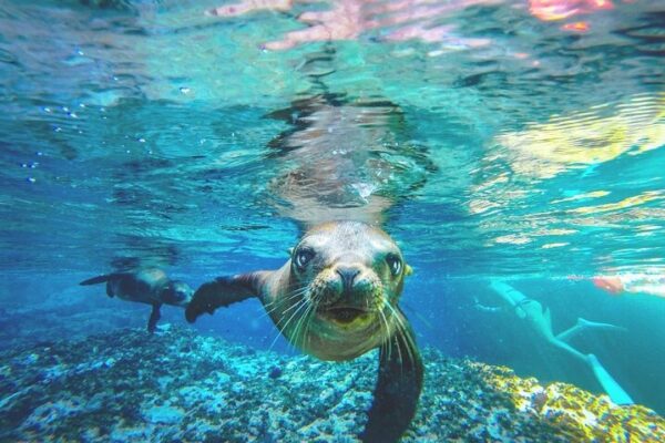 Espíritu Santo + Sea Lion Swim & Ceviche Picnic Tour