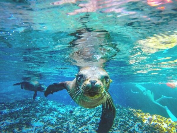 Espíritu Santo + Sea Lion Swim & Ceviche Picnic Tour