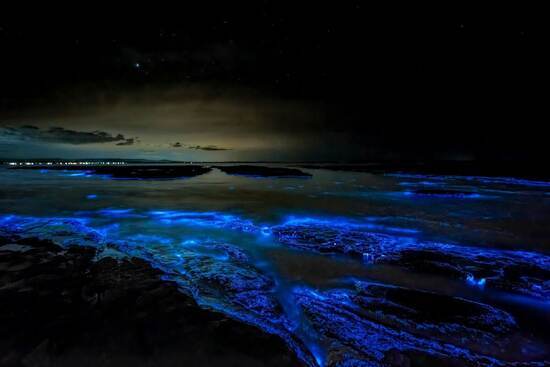 Holbox bioluminescence night tour photo 1