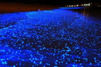 Holbox bioluminescence night tour photo 2