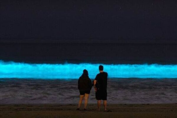 Holbox Bioluminescence Night Tour by Golf Cart
