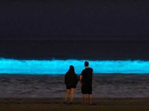 Holbox Bioluminescence Night Tour by Golf Cart