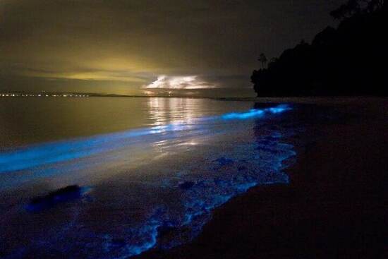 Holbox bioluminescence night tour photo 6