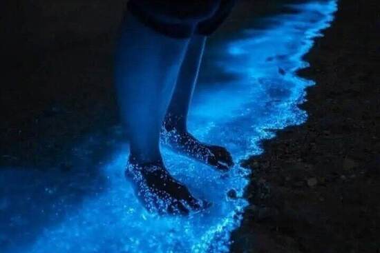 Holbox bioluminescence night tour photo 5