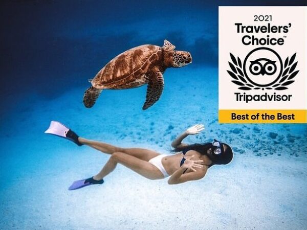 Full-day Turtle Adventure: ATV, Zipline, Cenote & Turtle Swim