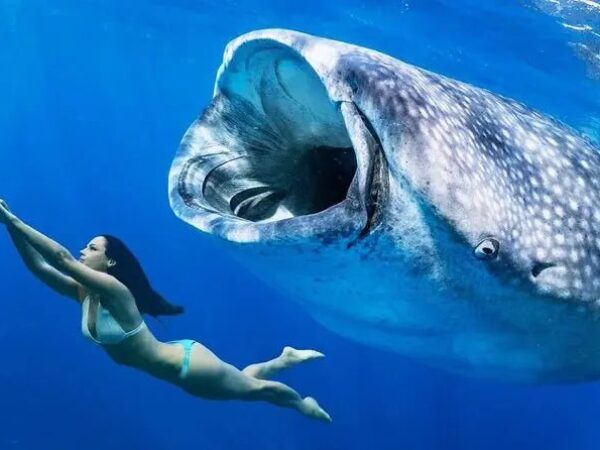 Whale Shark Tour in Cancun: Swim with the World’s Largest Fish