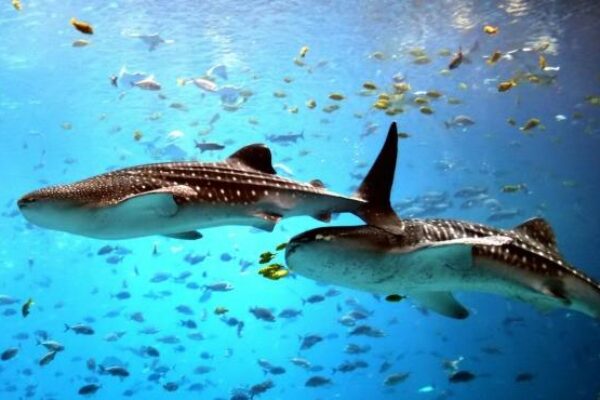 Whale Shark Tour in Holbox: Swim with the World’s Largest Fish