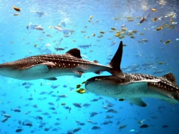 Whale Shark Tour in Holbox: Swim with the World’s Largest Fish