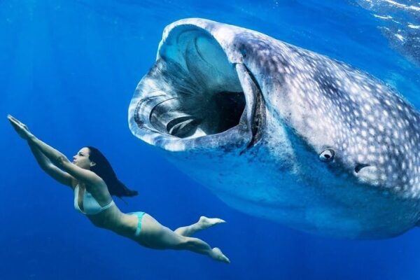 Whale Shark Tour in La Paz: Swim with the World’s Largest Fish
