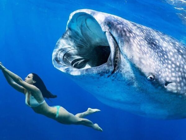 Whale Shark Tour in La Paz: Swim with the World’s Largest Fish